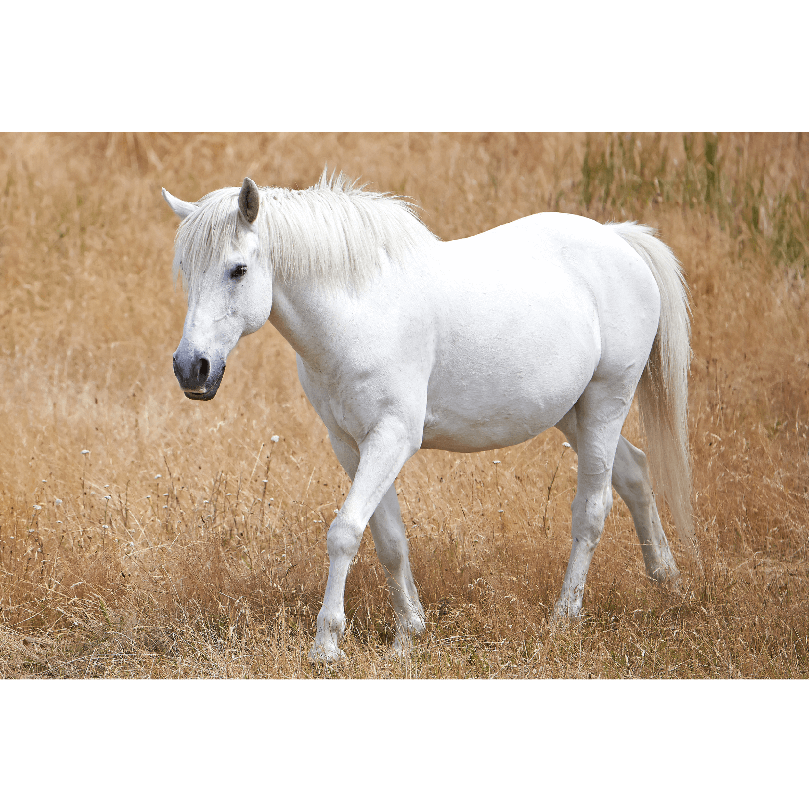 rhabdomyolyse santé cheval risque